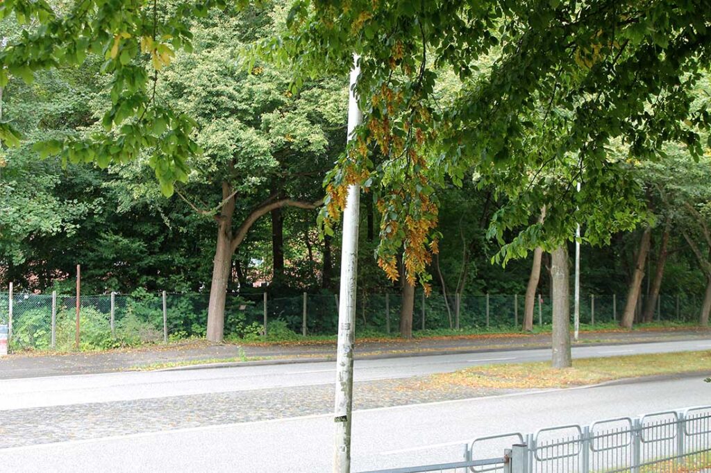 Ehemaliger Sportplatz Sportplatz des 1. Kieler FV – zugewachsen. © 2025 Helwig Pfalzgraf Ehemaliger Sportplatz Sportplatz des 1. Kieler FV - zugewachsen. © 2025 Helwig Pfalzgraf