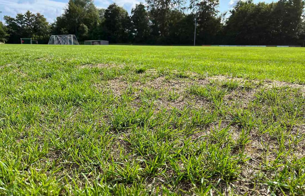 Rasenfläche Schiffstahl Stadion. © 2023 privat Rasenfläche Schiffstahl Stadion. © 2023 privat